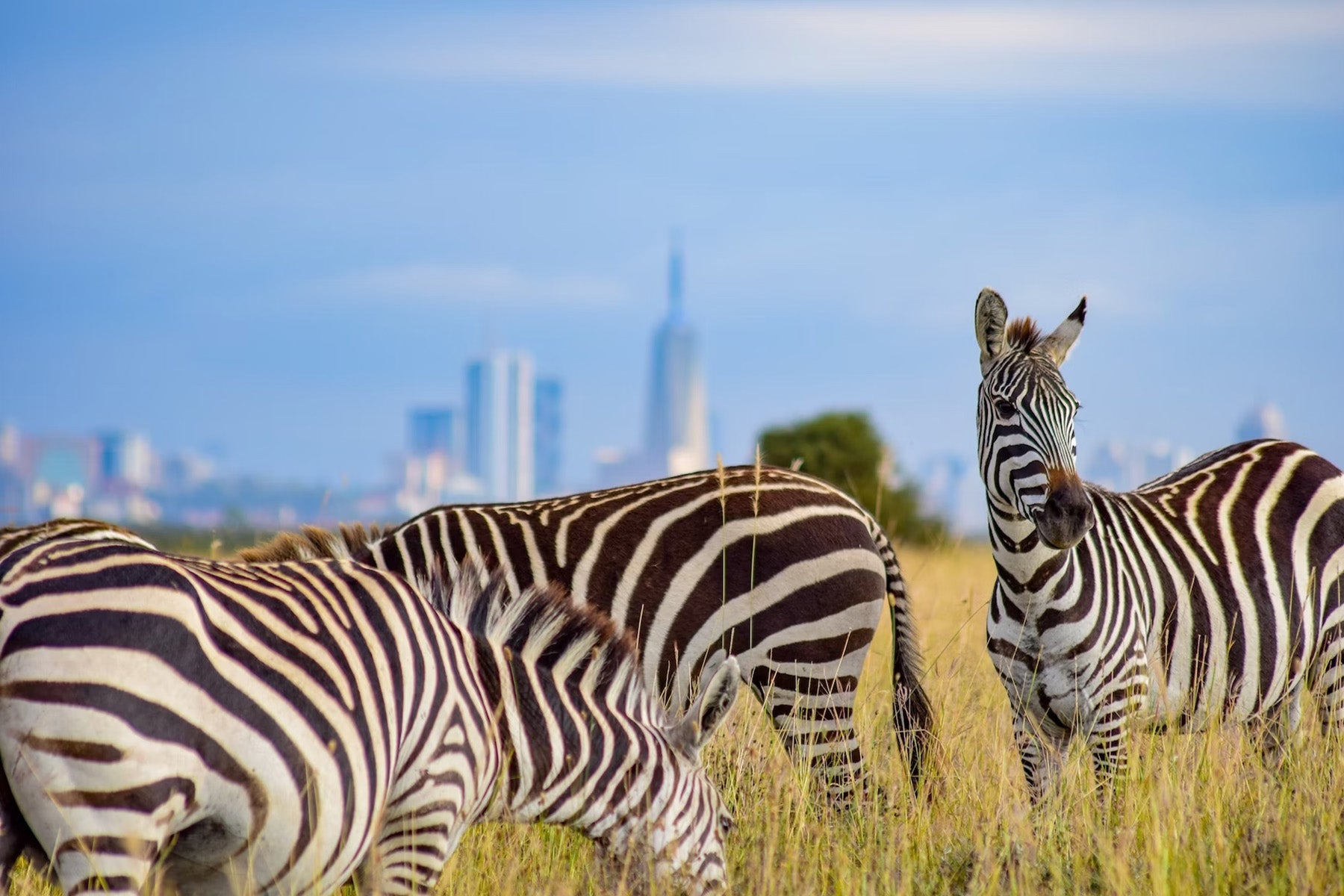 zebras kenya