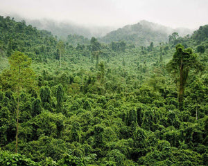 Plant Trees In Vietnam One Tree Planted