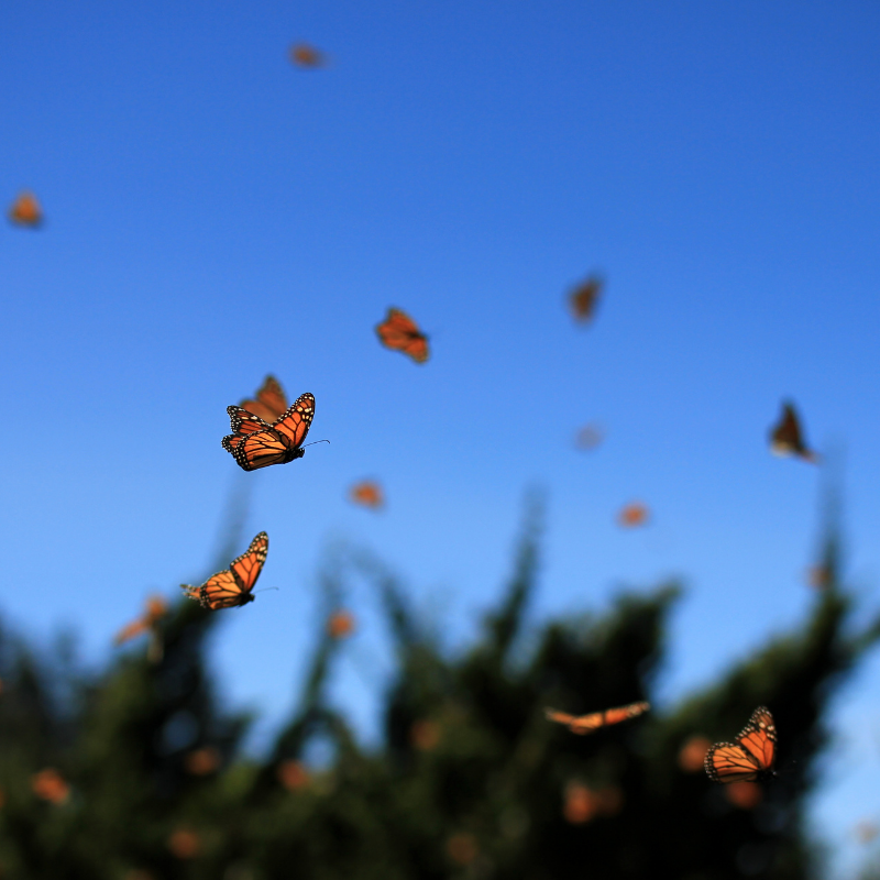 Monarch butterflies and their habitat