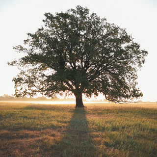 How Much Co2 Does A Tree Absorb One Tree Planted