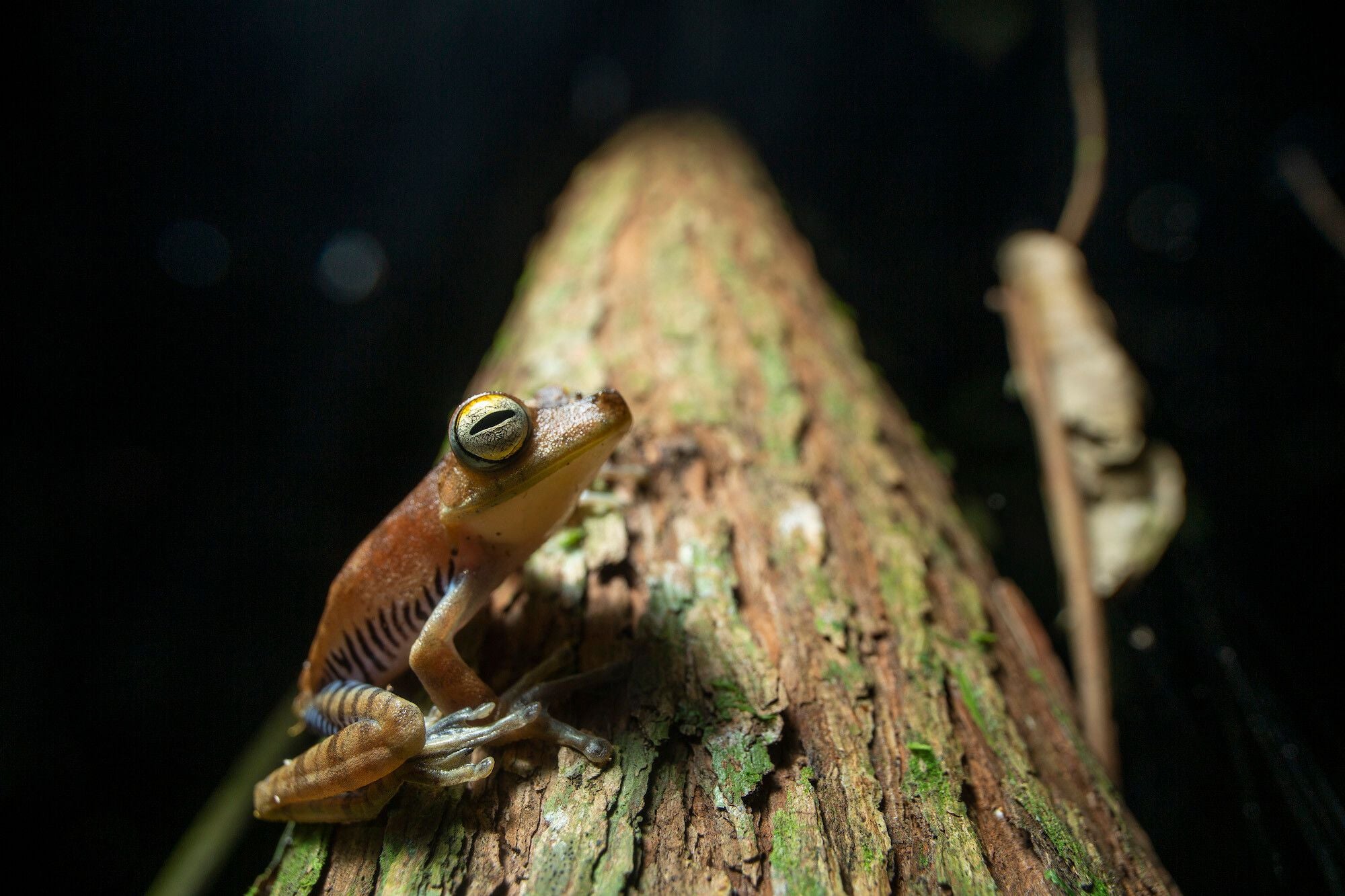 frog in rainforest peru marlondag