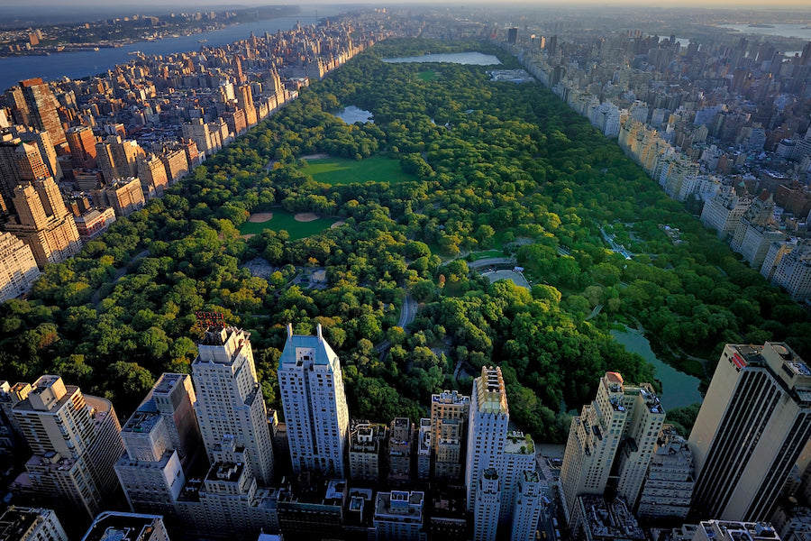 aerial shot central park trees