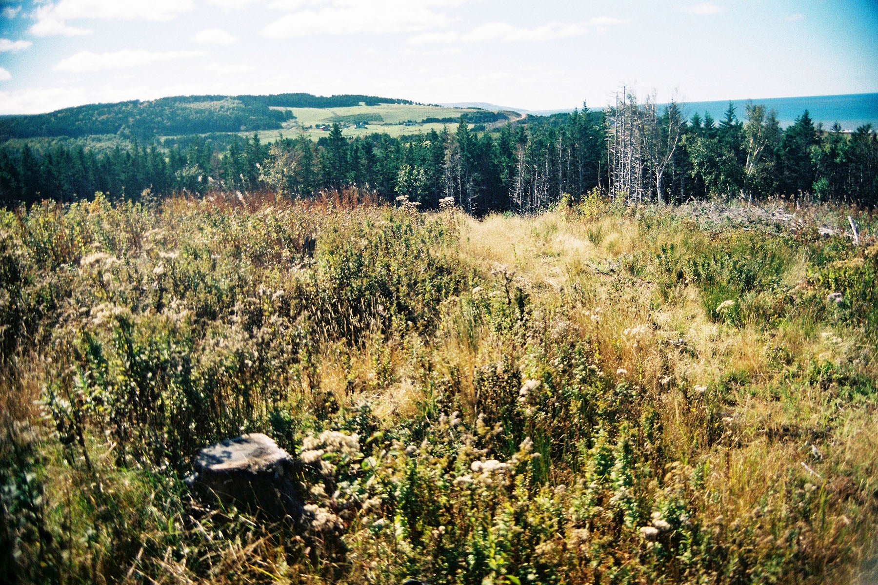 arcadian forest reforestation landscape