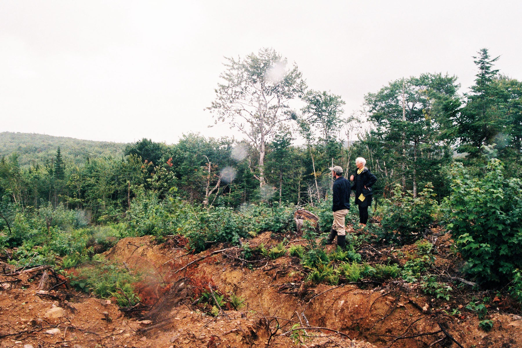 arcadian forest reforestation survey