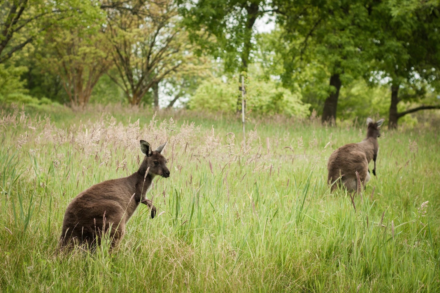 kangaroo australia wildlife