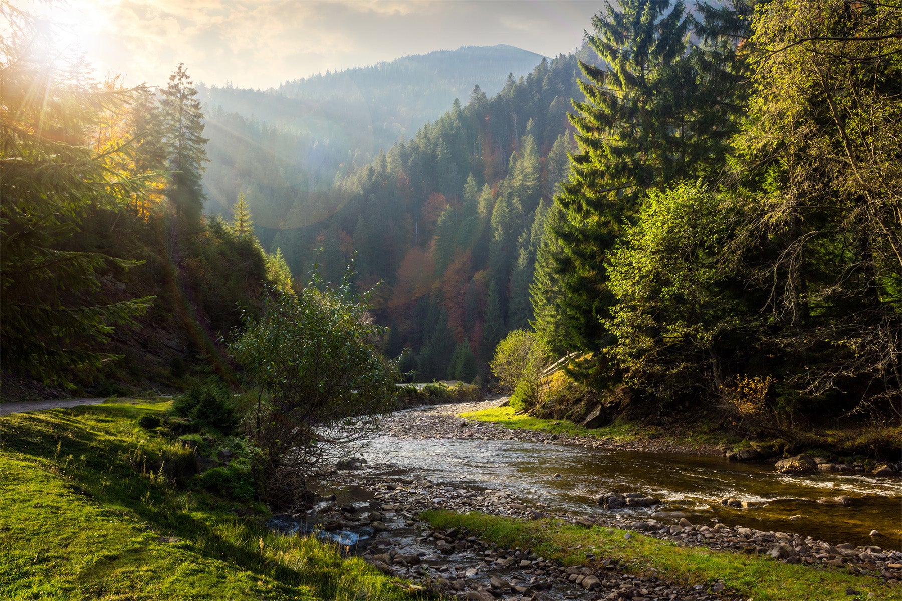 beautiful forest