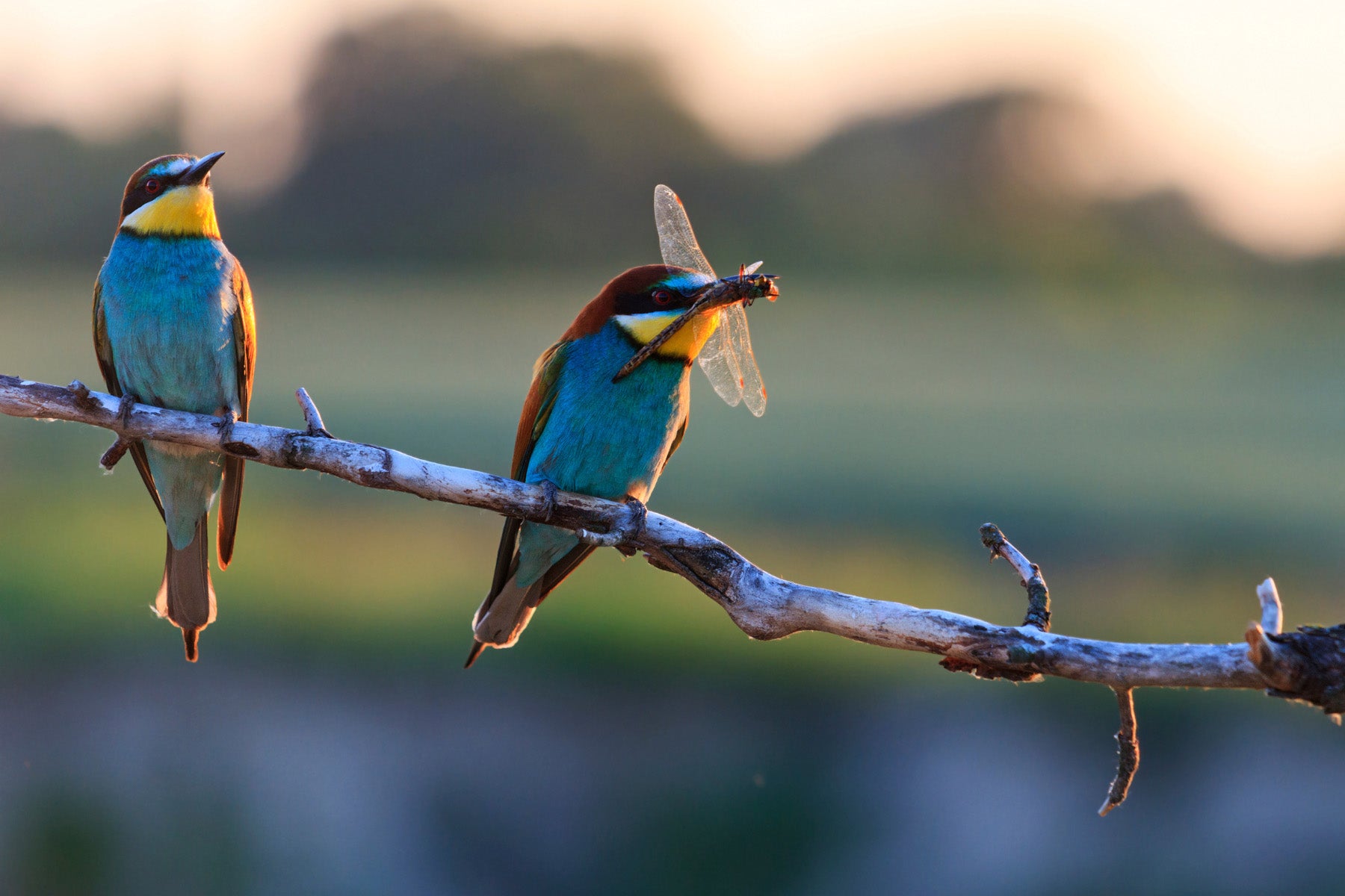 birds biodiversity