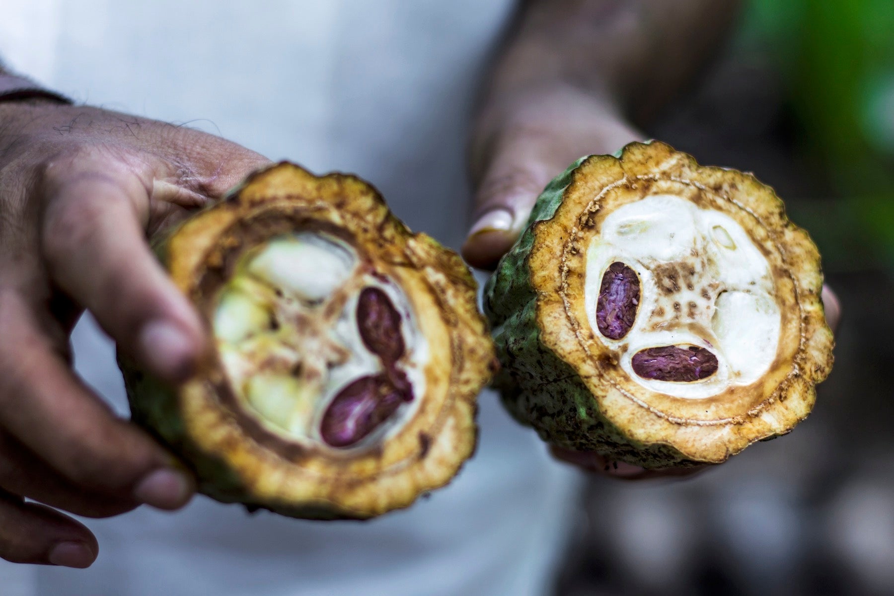 cacao harvest sustainable agroforestry