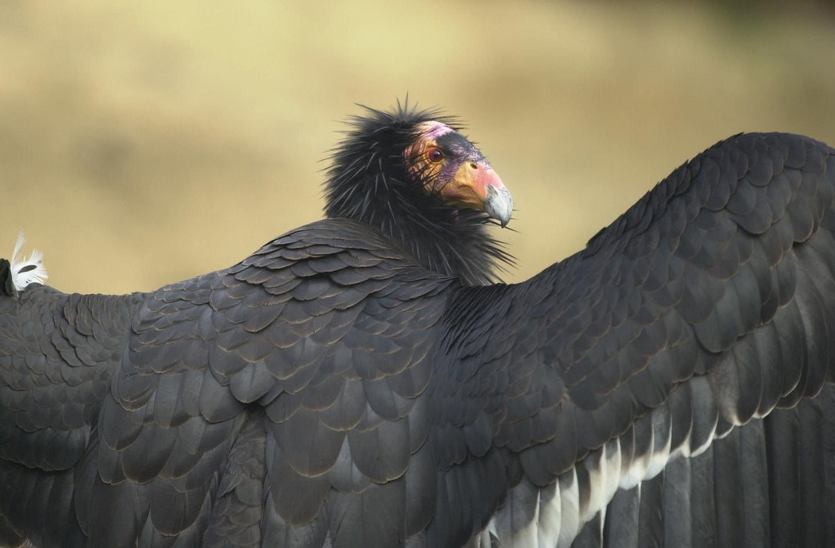 california condor bird