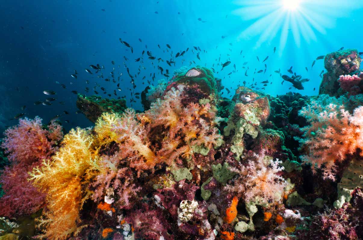 Coral reef fish