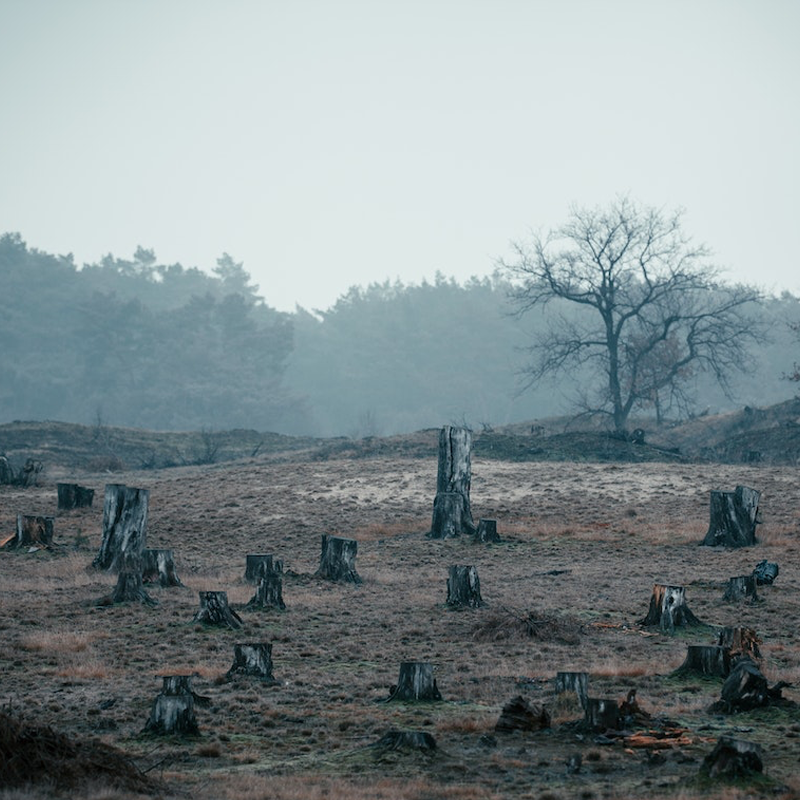 Deforestation - cut trees