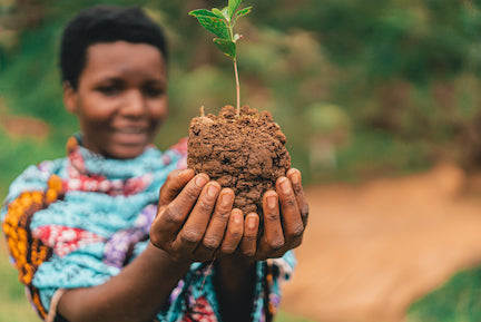 woman holding seedling in soil