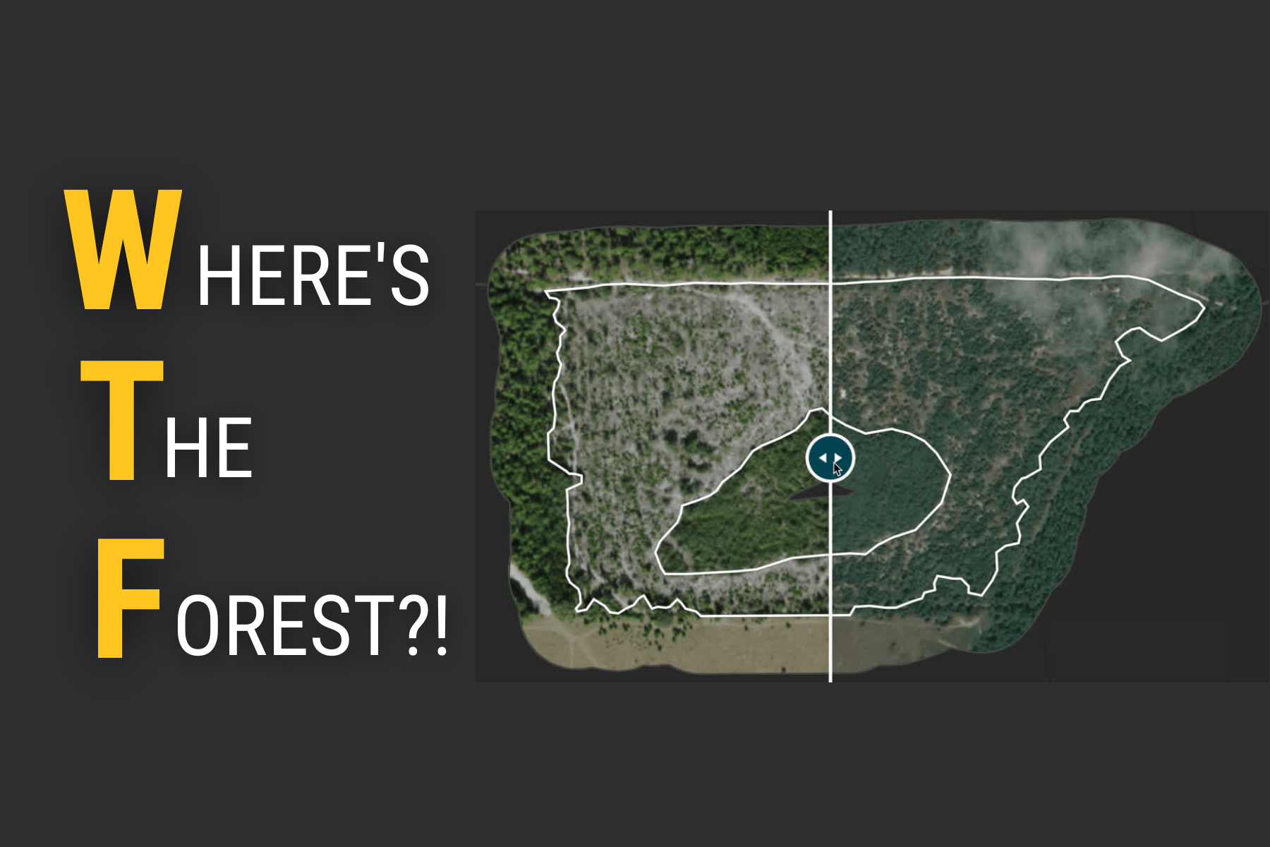 where's the forest?