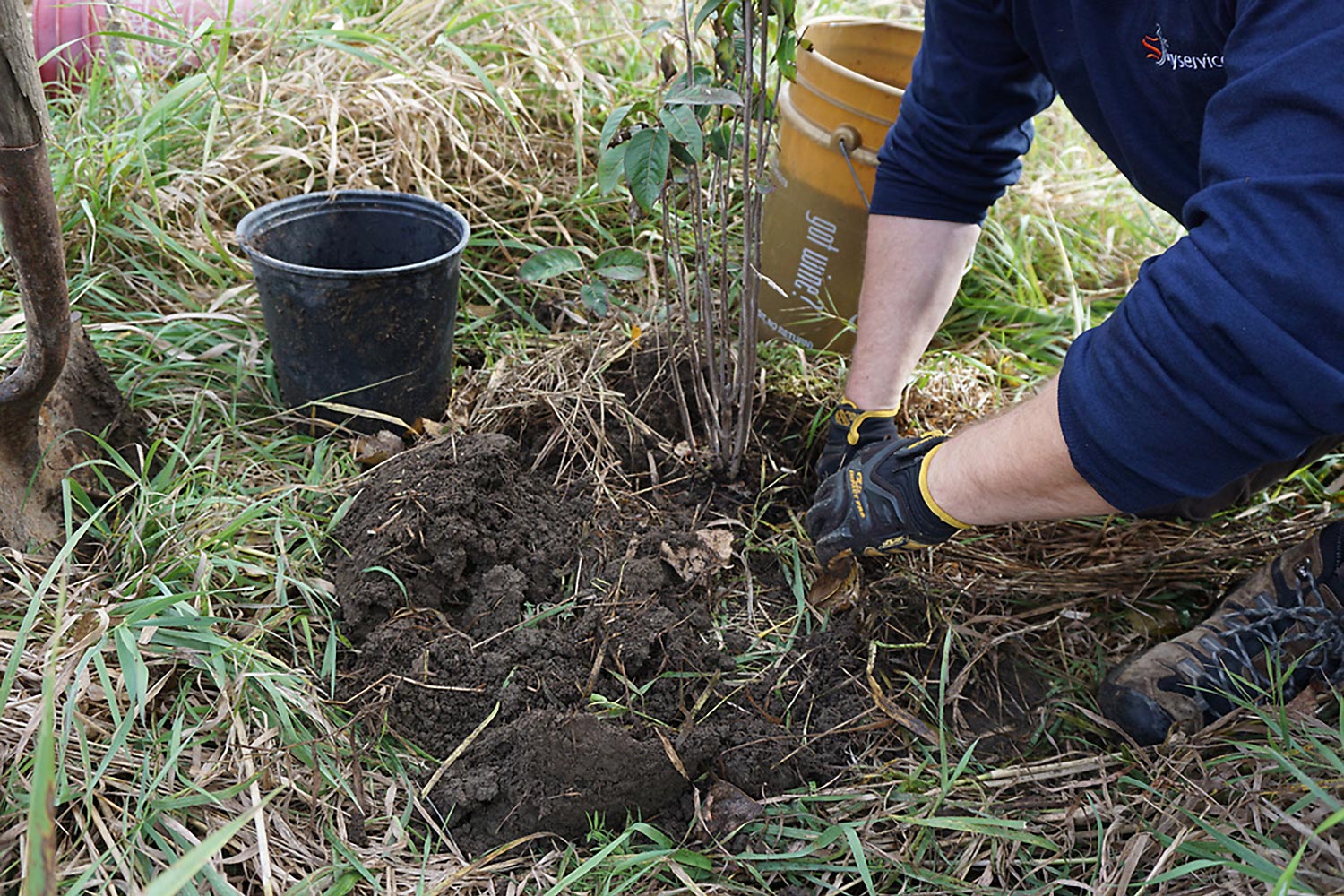 Employee planting a tree