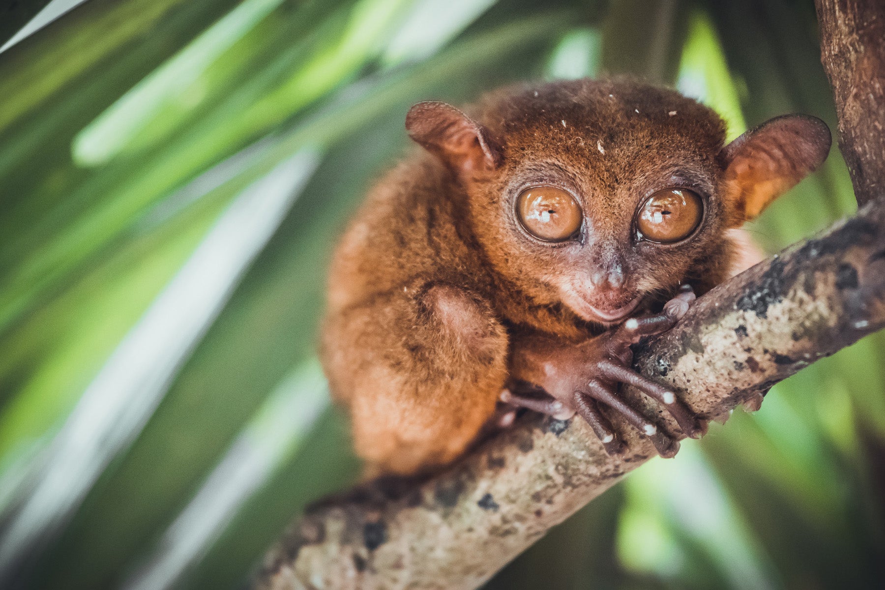 philippine tarsier endangered