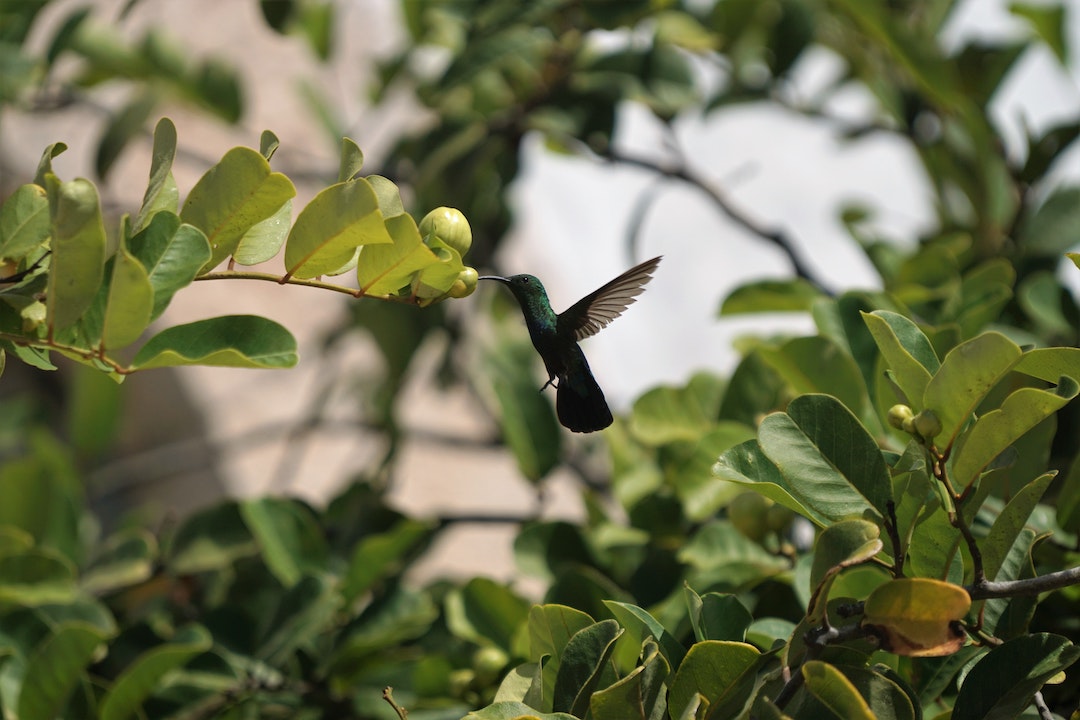 Green hummingbird flying 