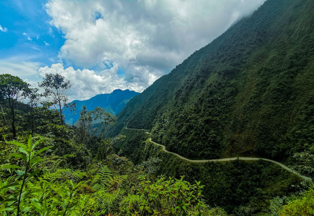 forest in Bolivia