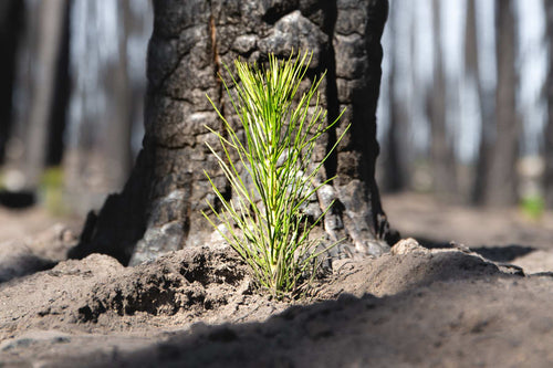 british columbia forest fire recovery