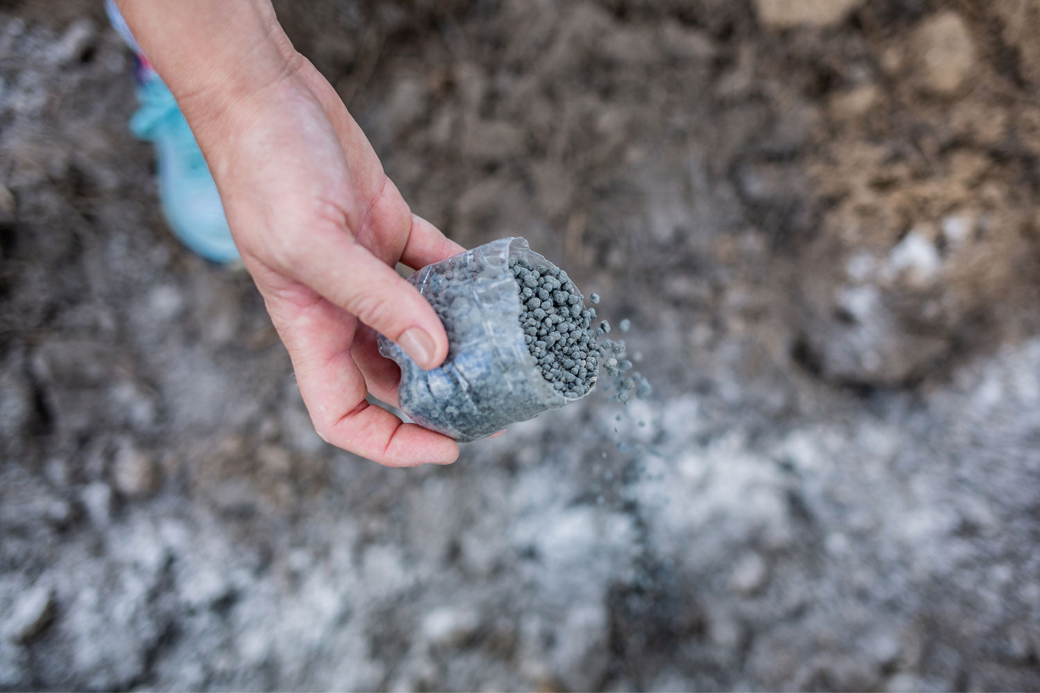 Hand dropping seeds in soil