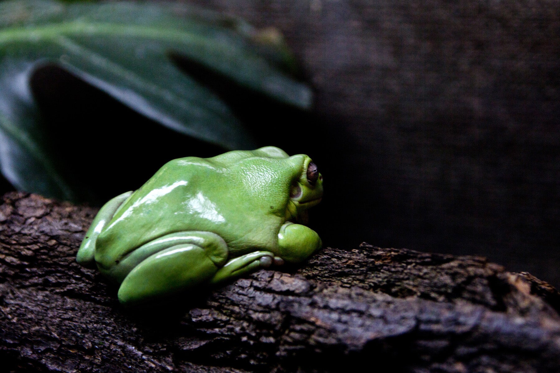 harlequin frog