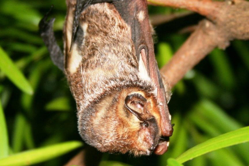 hawaiian hoary bat