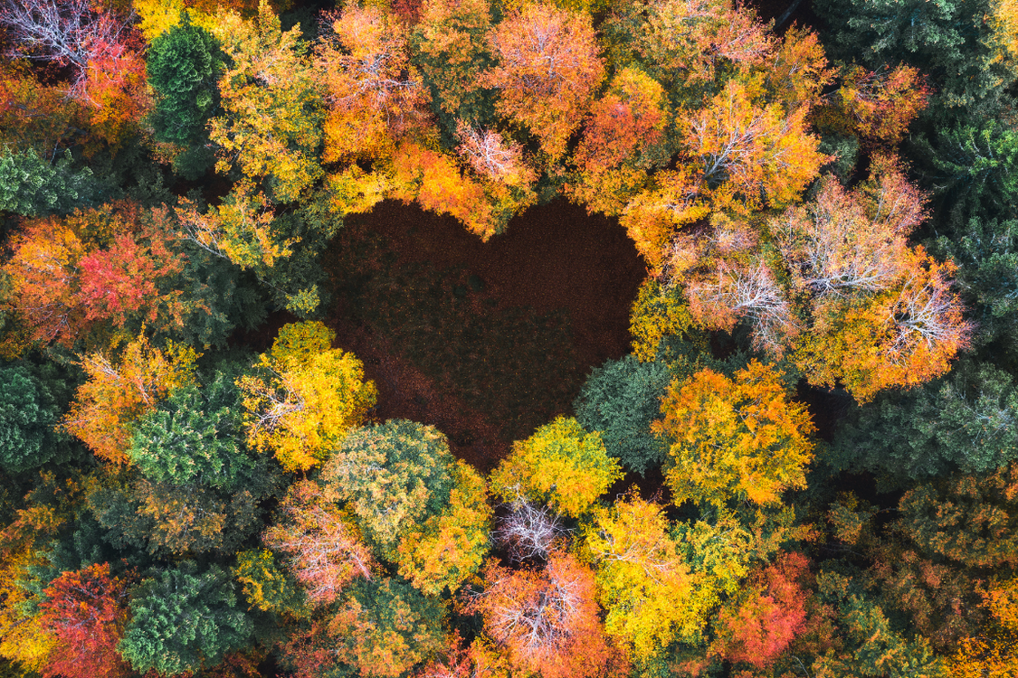 heart forest