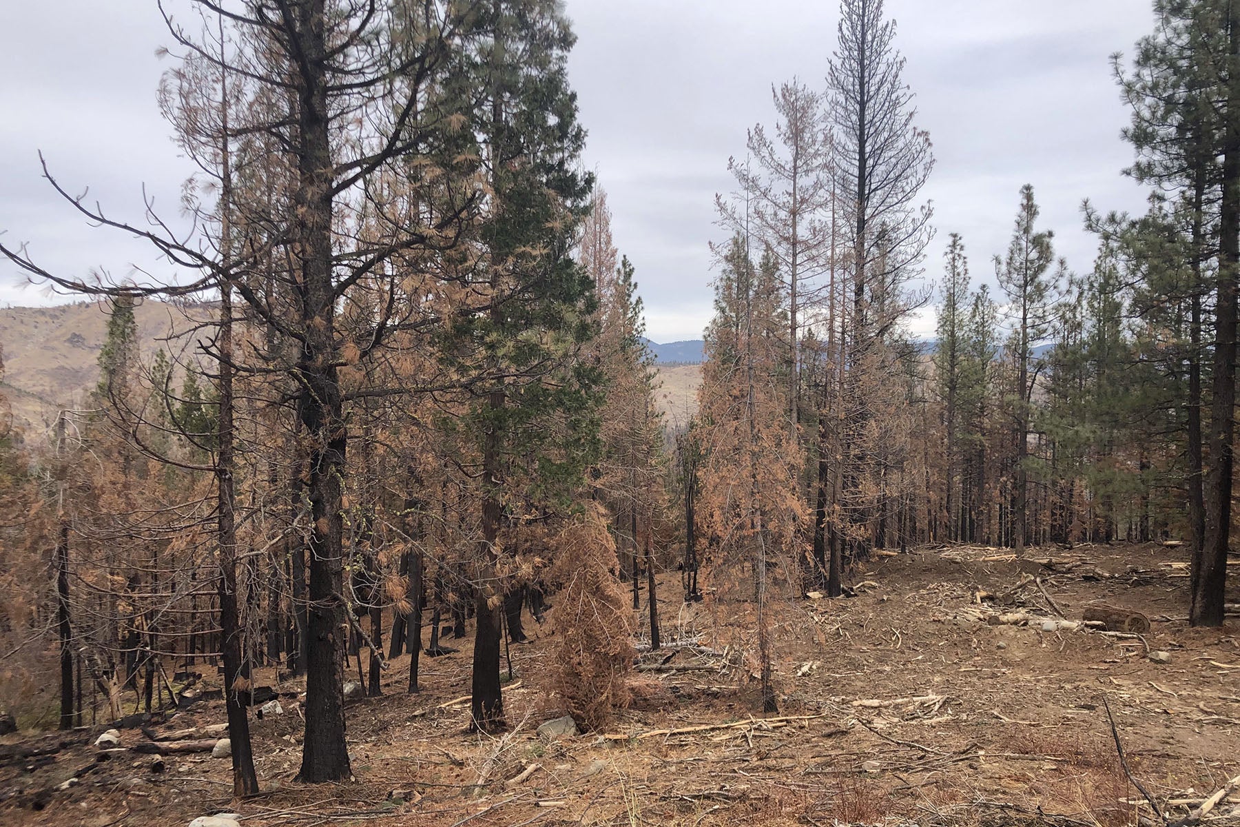 california forest fire recovery