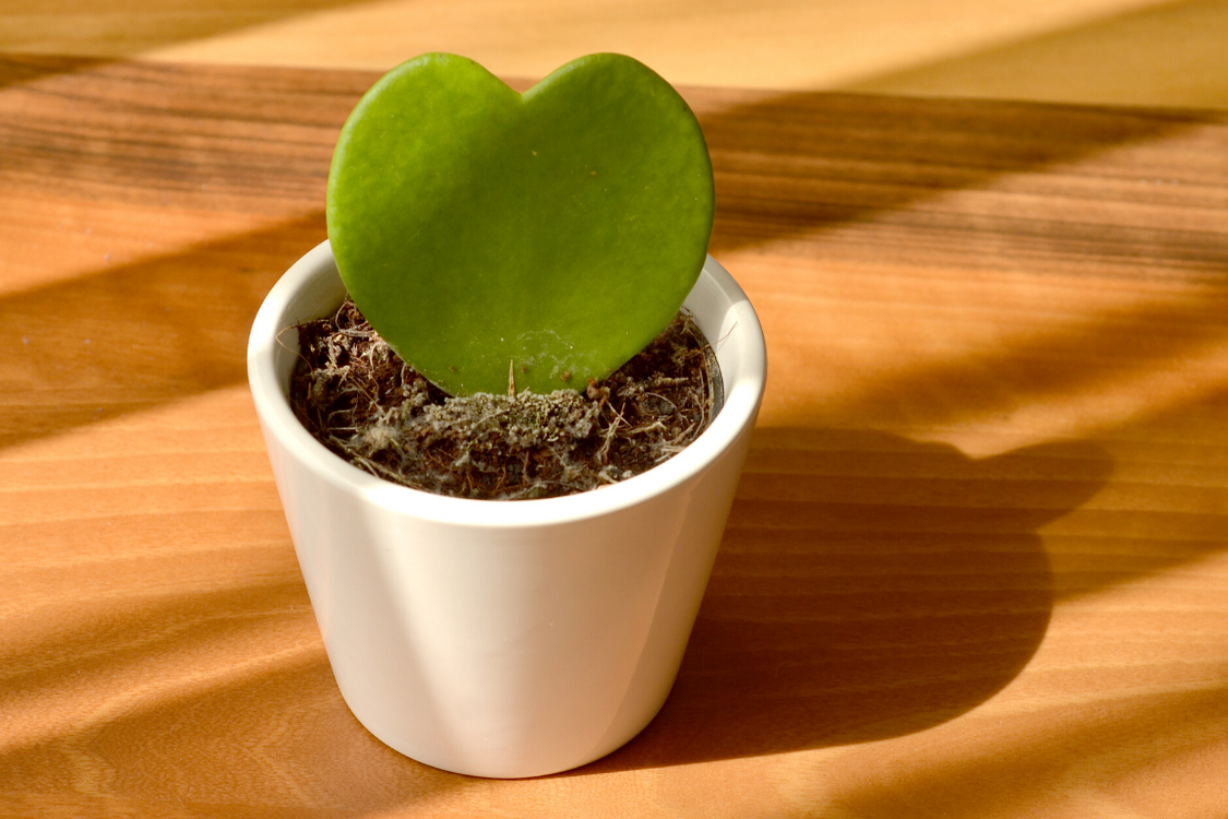 hoya heart succulent