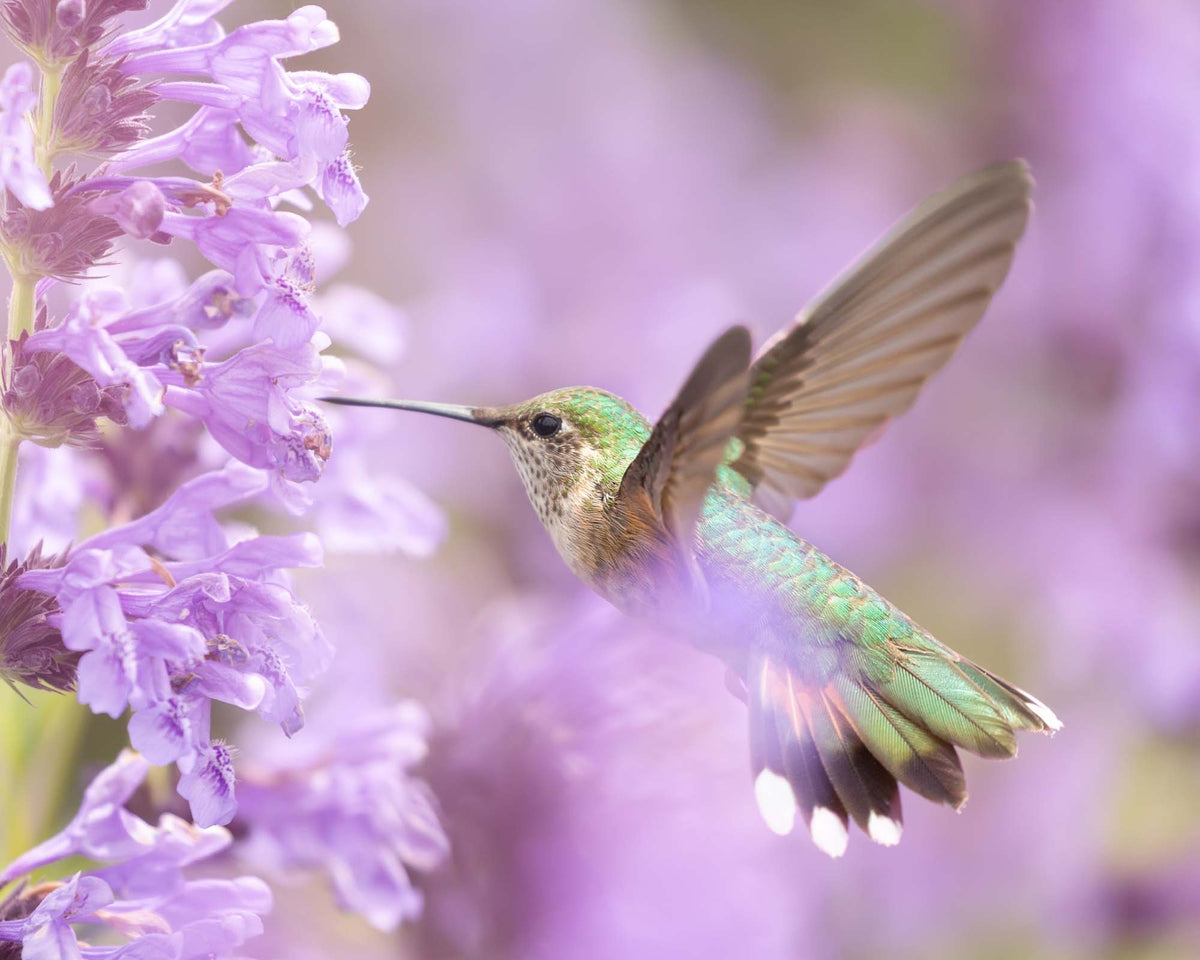 Hummingbird