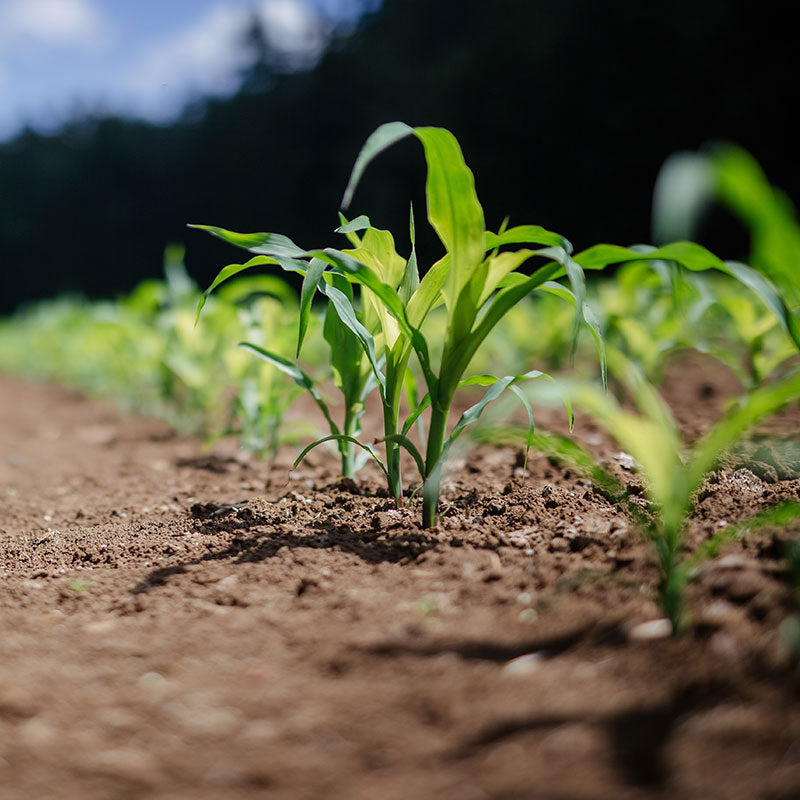 Improve Soil Stability