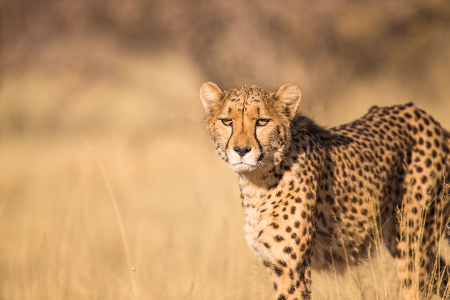 cheetah in the wild