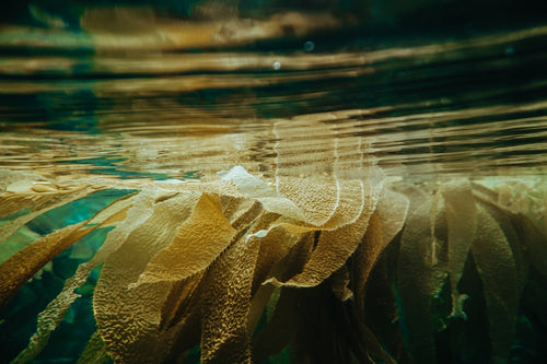 kelp forest shallow water kelp forest shallow water