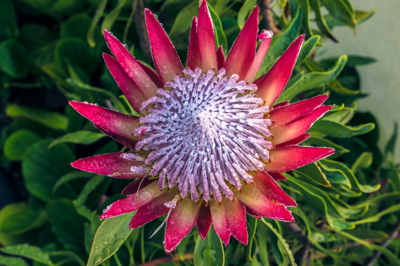 king protea flower