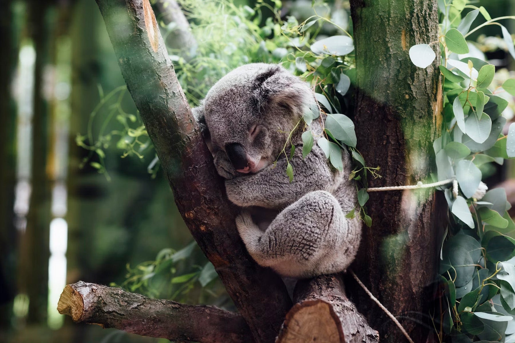 koala sleeping in tree australia