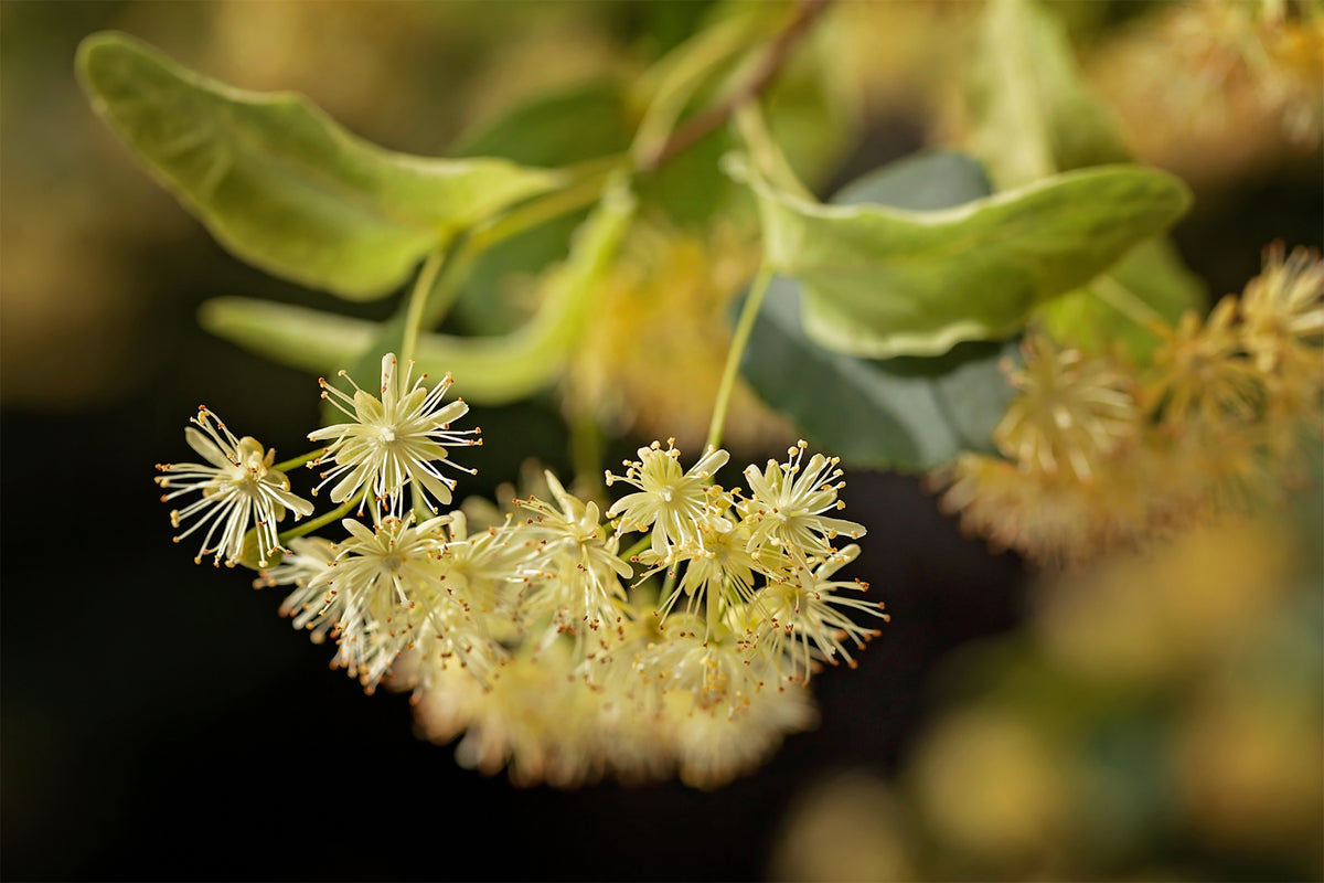 linden tree flower