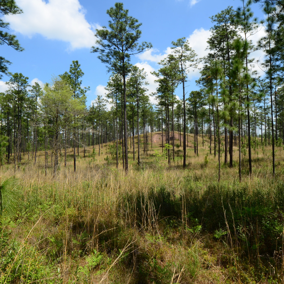 Restore Longleaf Ecosystems