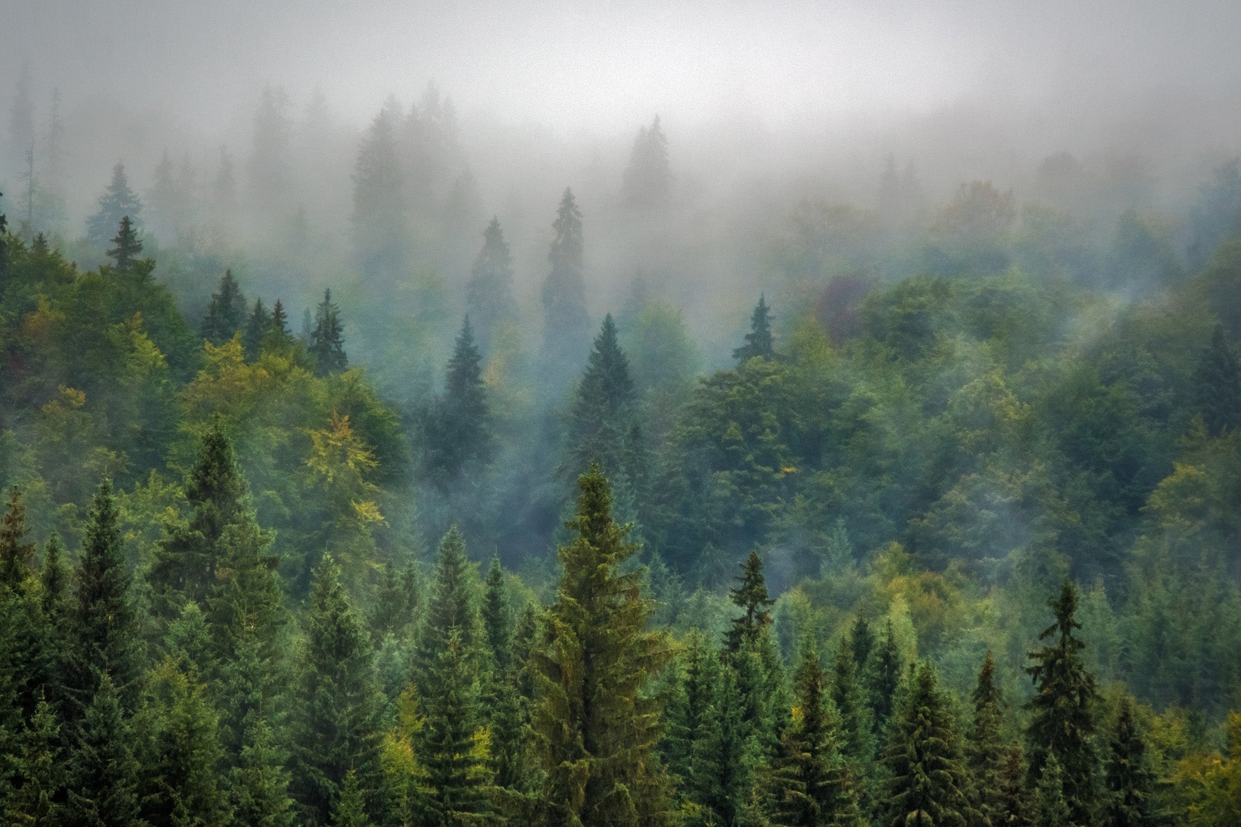 lush forest fog