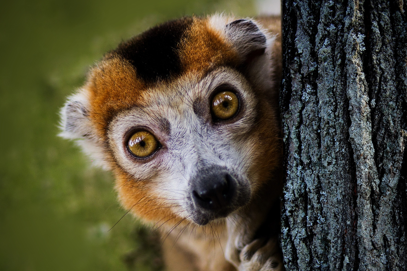 lemur behind tree