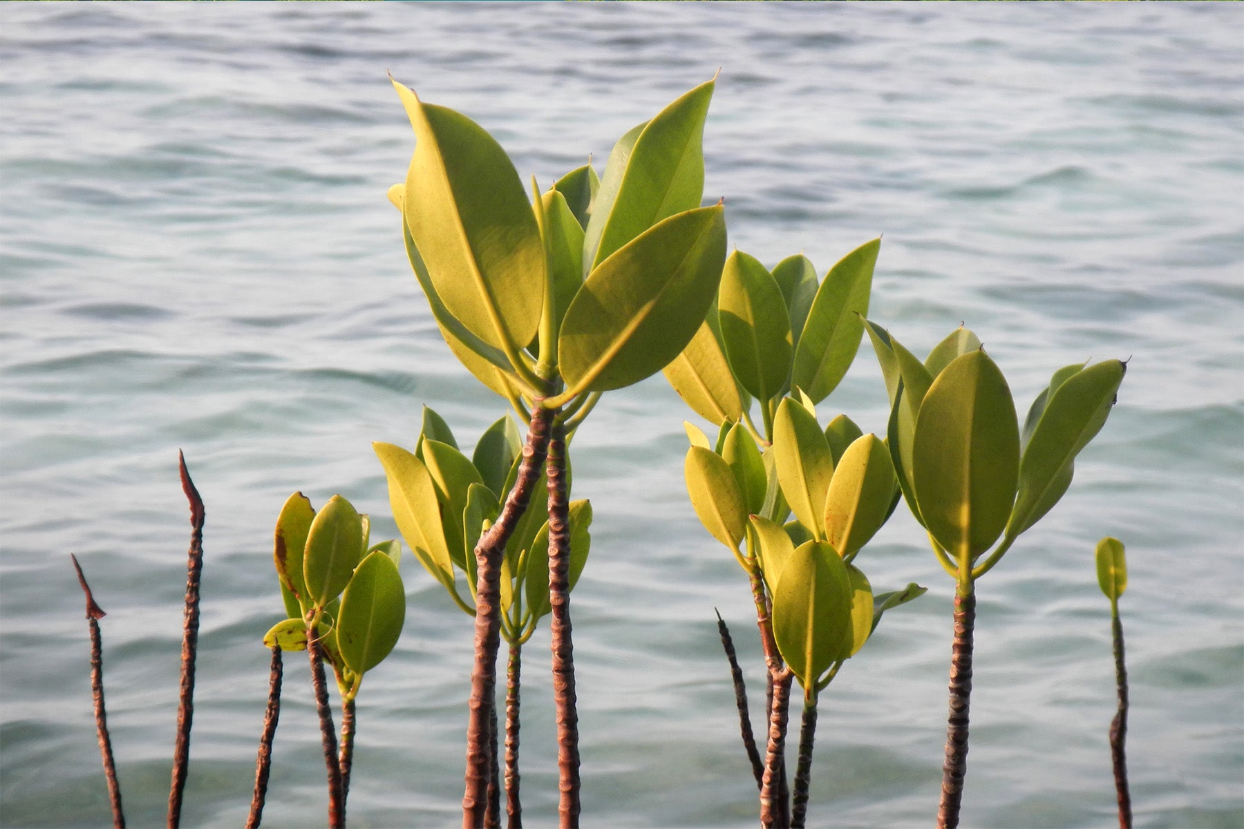 mangrove seedling