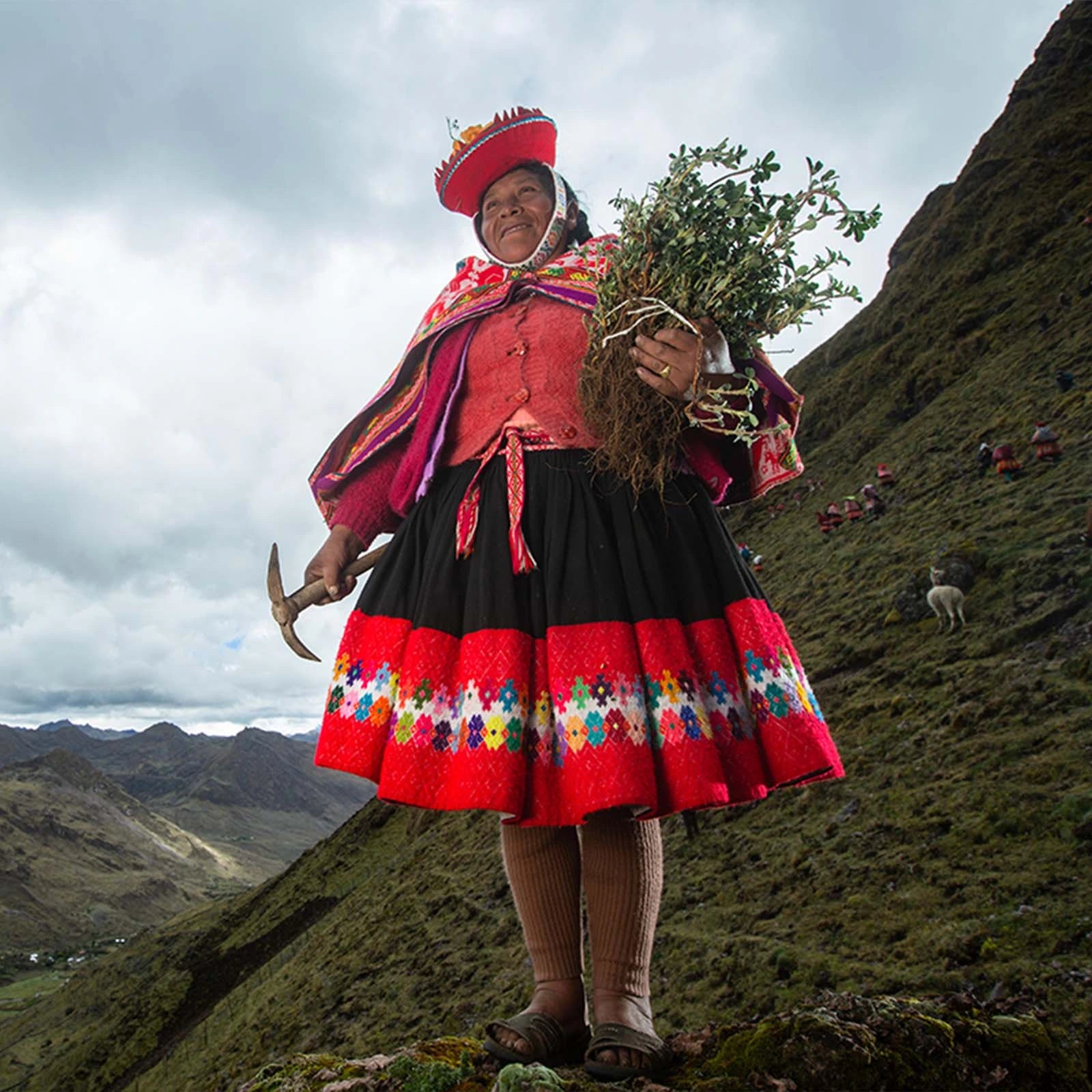 Plant trees in the Andes