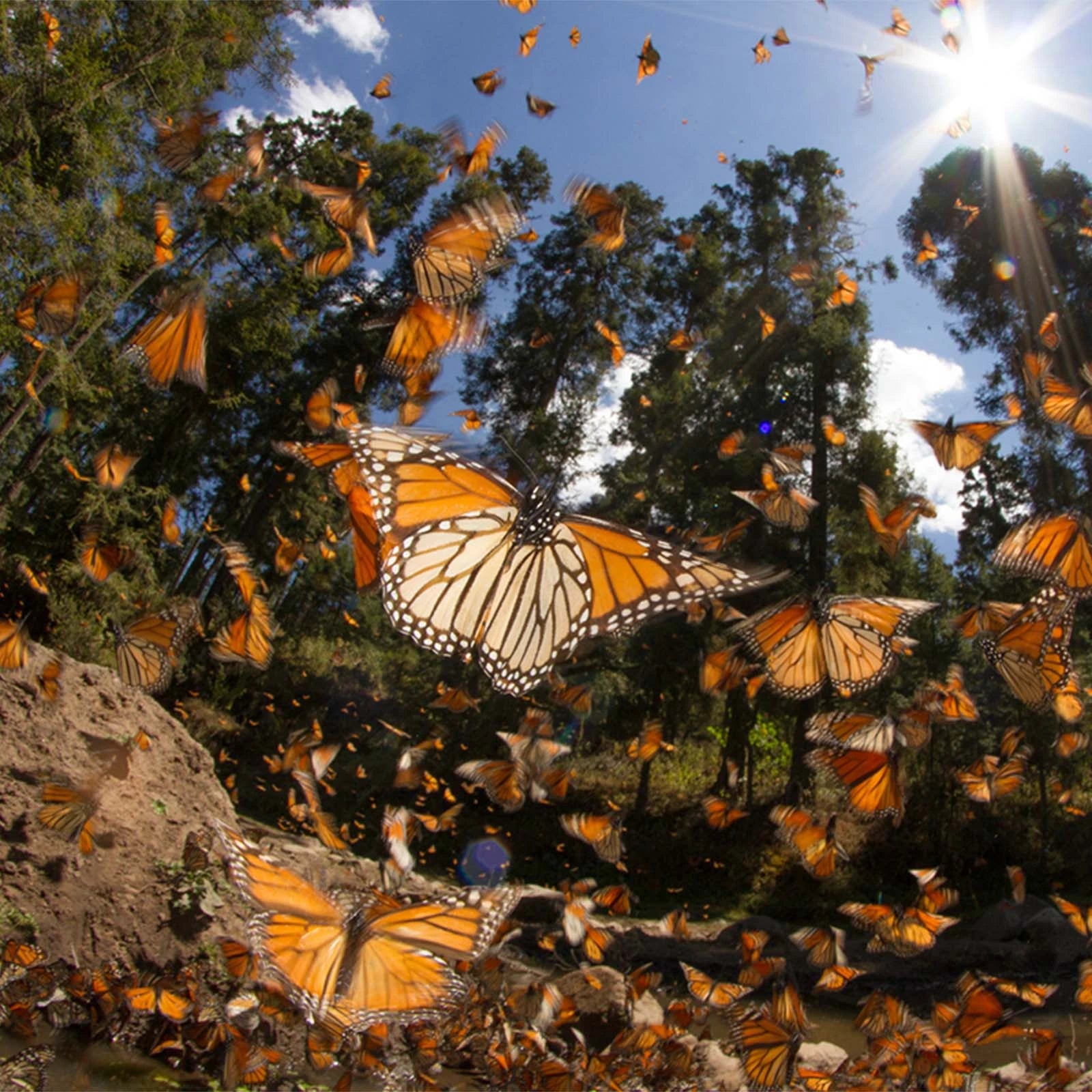 Plant trees for the Monarch Butterflies 