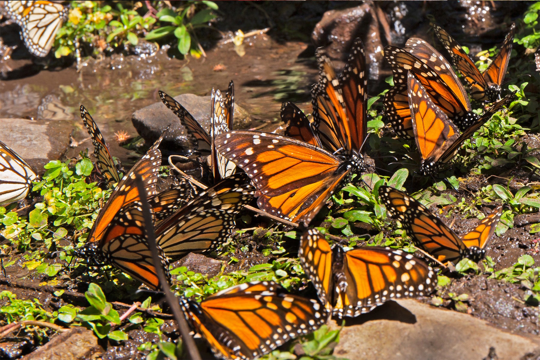 eastern migratory monarch butterfly