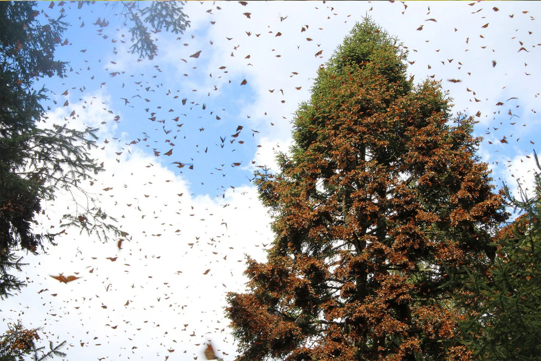 Monarch butterfly forest