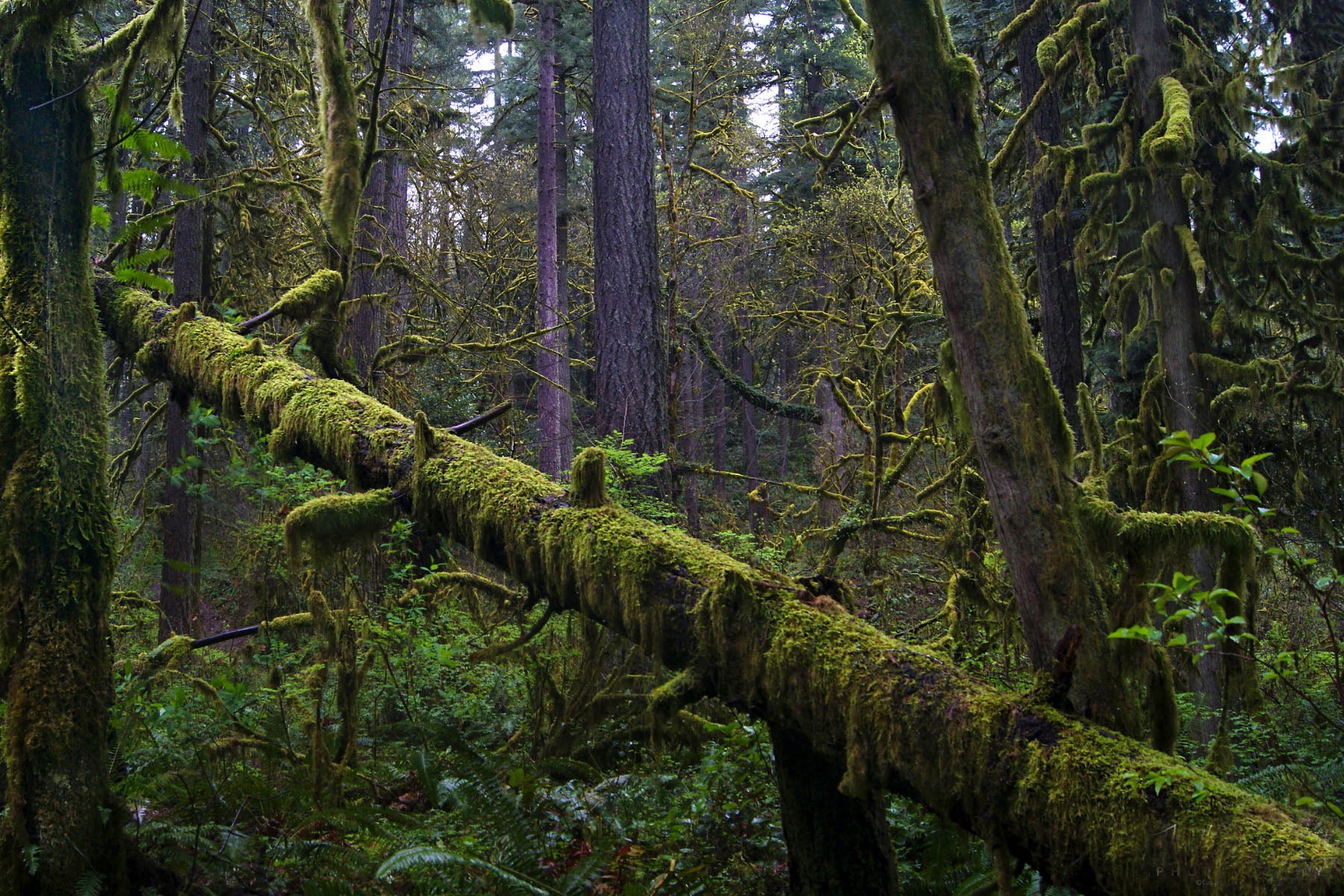 mossy branch forest