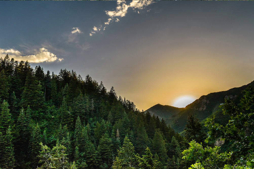 forest sunrise 