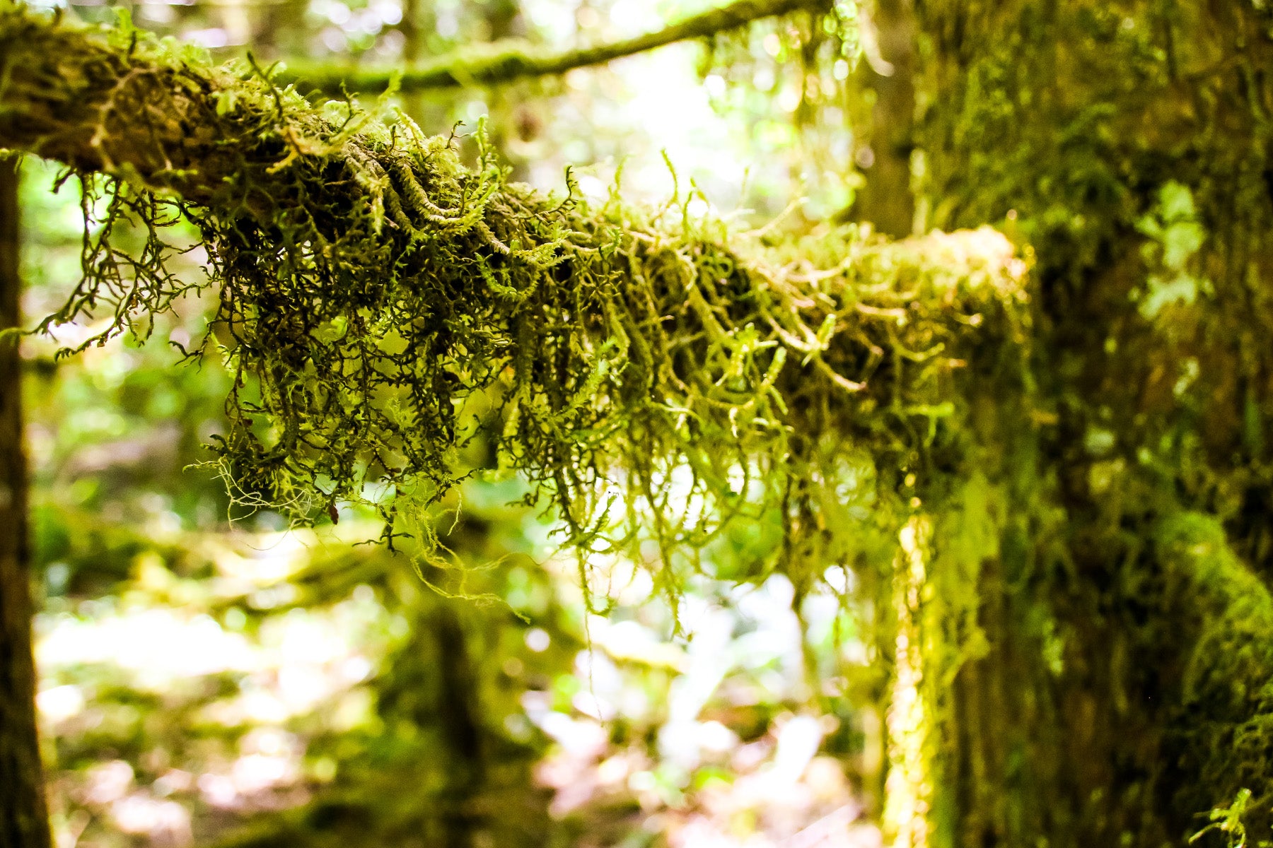 old growth forest mossy branch