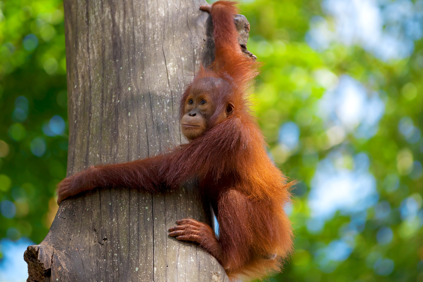 orangutan climbing tree