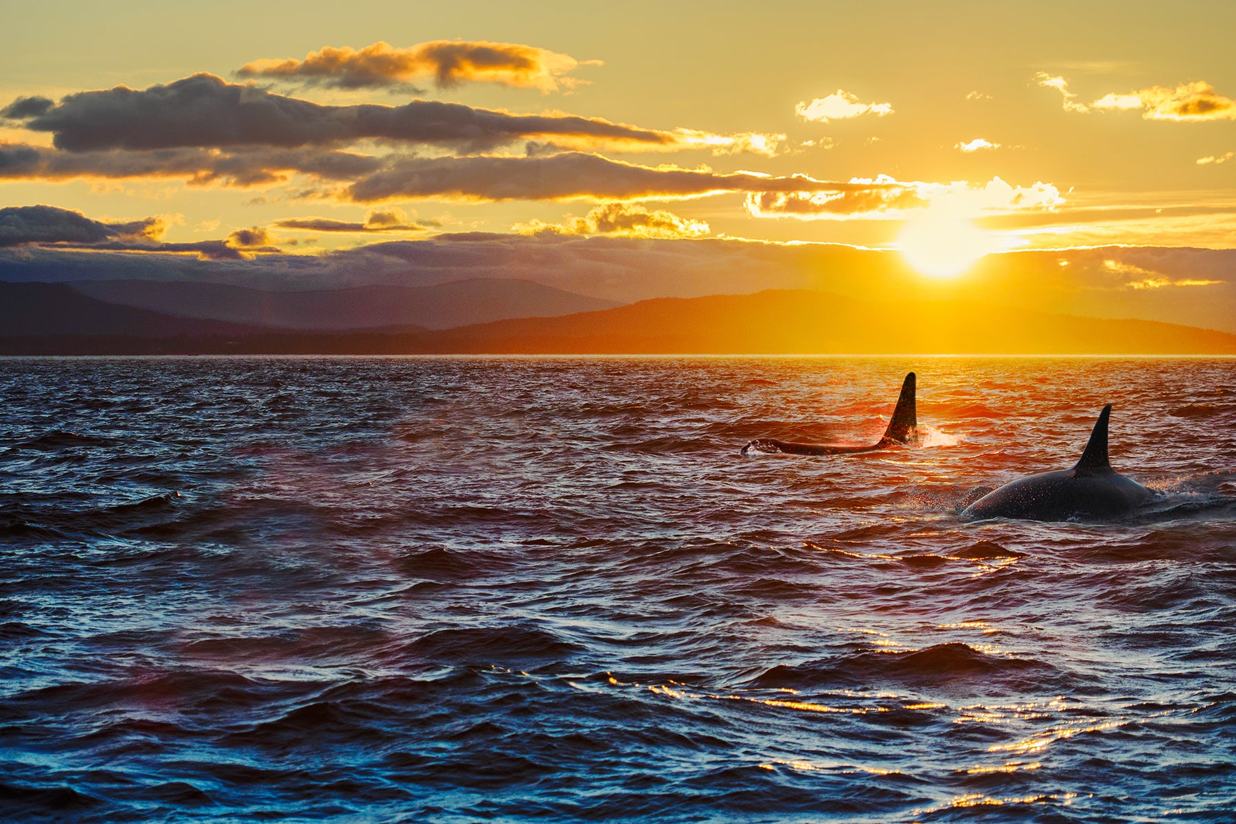 orca whale sunset