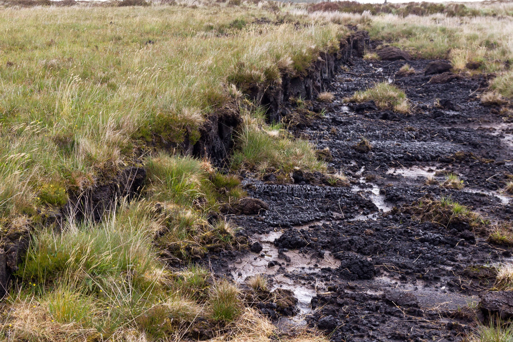 peatland wetland