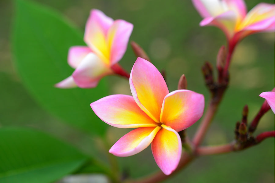 macro photography flower